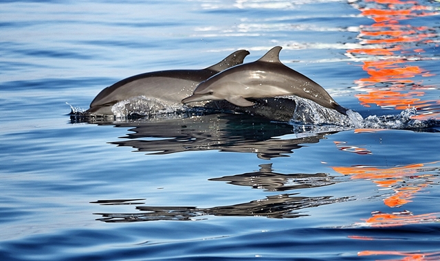 발리 1박2일 낀따마니 & 로비나 돌핀와칭 & 멘장안 스노클링 & 올룬다누 사원 투어 (호텔 포함)