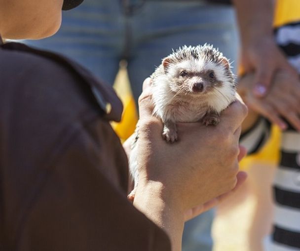 activity_detail_image