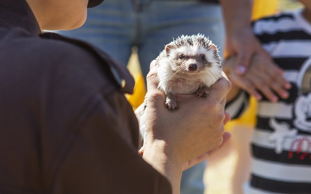 경기 고양 쥬쥬랜드 입장권