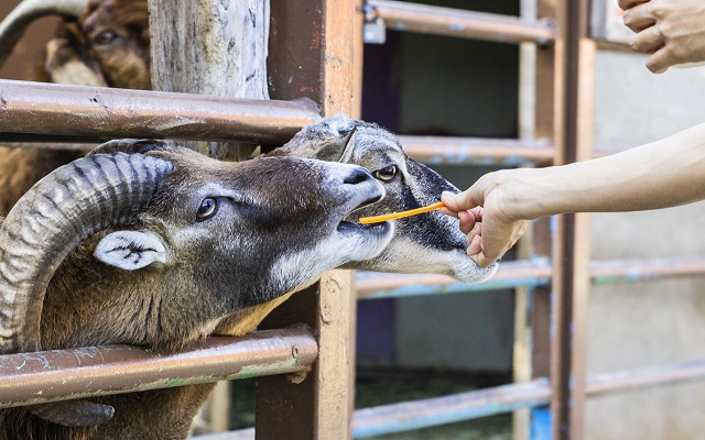경기 고양 쥬쥬랜드 입장권