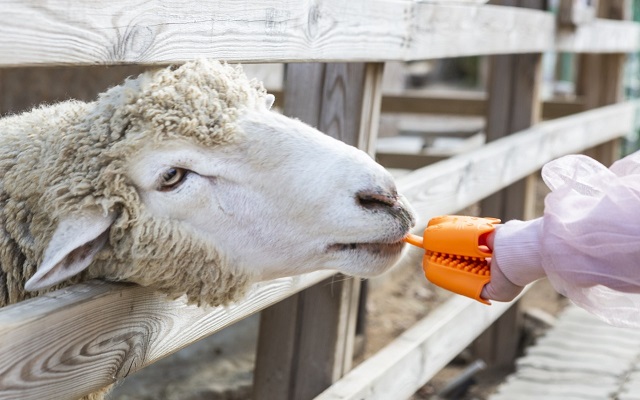 경기 고양 쥬쥬랜드 입장권