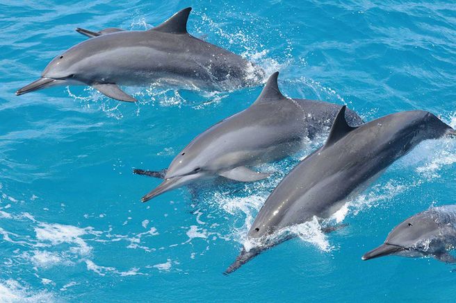 【グアム】 プルンバダドルフィン ドルフィンクルーズ (釣り、シュノーケリング、マグロのお刺身付き)