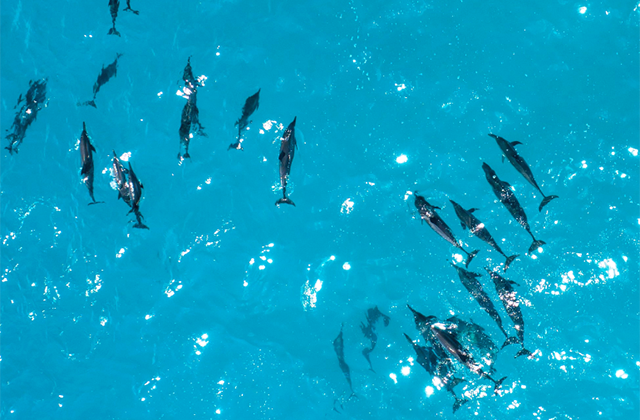 괌 돌핀크루즈 (돌고래 투어, 에메랄드 밸리, 괌 슈퍼패스 카드 제공)