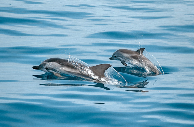 괌 돌핀크루즈 (돌고래 투어, 에메랄드 밸리, 괌 슈퍼패스 카드 제공)