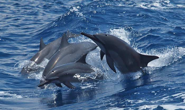 台湾 宜蘭 亀山島 野生イルカ ウォッチングクルーズ
