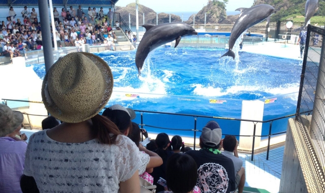 Fukui Echizen Matsushima Aquarium Ticket