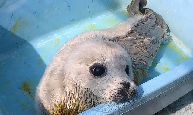 Fukui Echizen Matsushima Aquarium Ticket