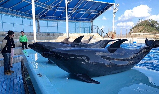 Fukui Echizen Matsushima Aquarium Ticket