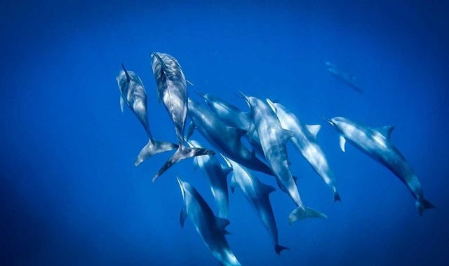 괌 돌핀 크루즈 풀 패키지 (돌핀 & 스노클링 & 선상낚시 & 어린이 현장체험)