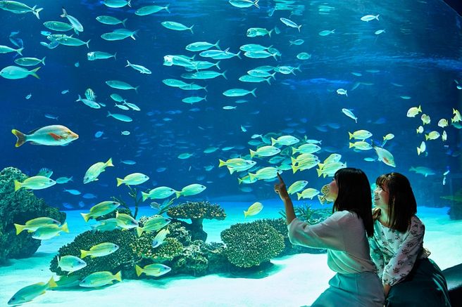 【セット割引】東京 池袋 サンシャイン水族館+60展望台 入場券