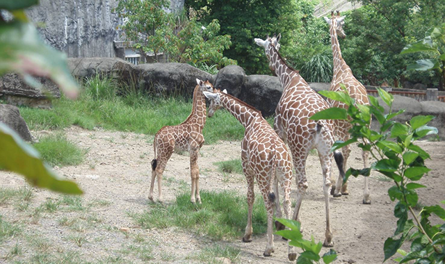 台北市立動物園チケット