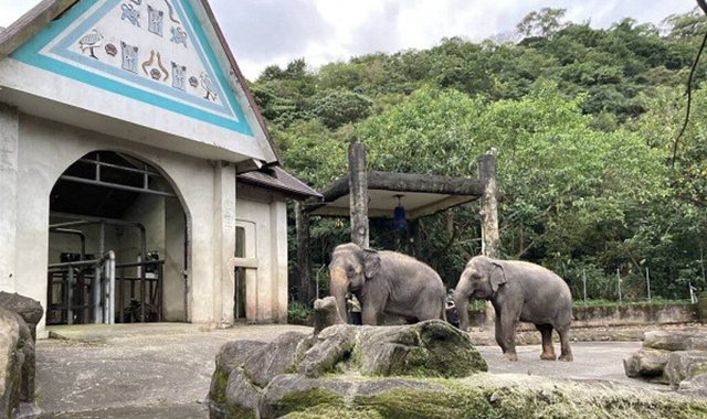 台北市立動物園チケット