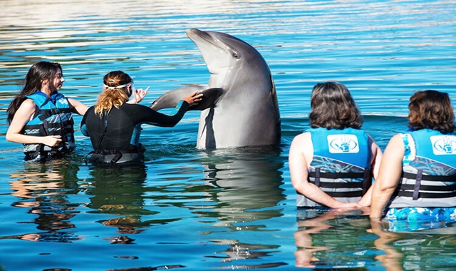 Hawaii Sea Life Park Dolphin Experience