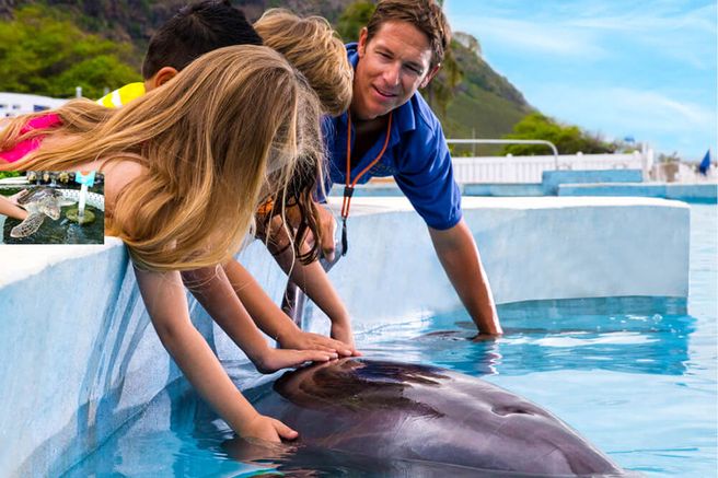 Hawaii Sea Life Park Dolphin Experience