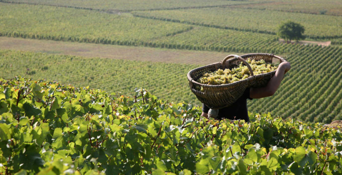 [제이스마트] 부르고뉴 & 샤블리 프라이빗 차량 투어