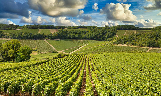 [제이스마트] 부르고뉴 & 샤블리 프라이빗 차량 투어