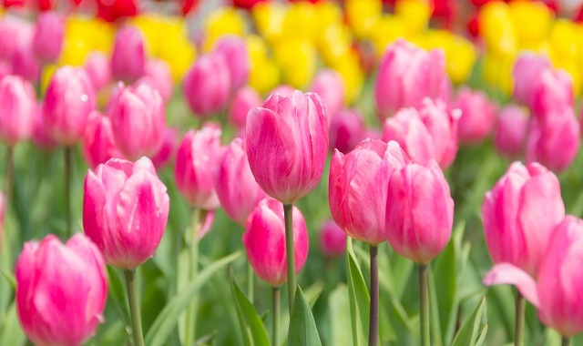 [여행한그릇] 나가사키, 아리타, 하우스텐보스 버스 투어, 그리고 무료 사진 촬영