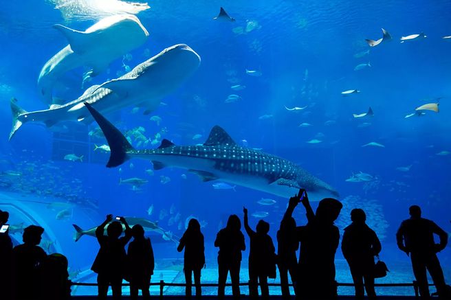 Paris Aquarium Ticket