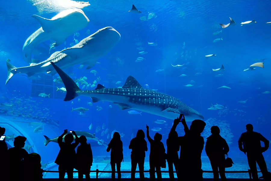 パリ水族館 入場チケット