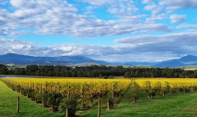 [조이투어] 퍼핑빌리 + 필립 아일랜드 야생 펭귄 일일 투어 (인생 영상 제공)