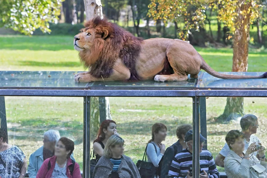 Thoiry Safari Park Ticket near Paris