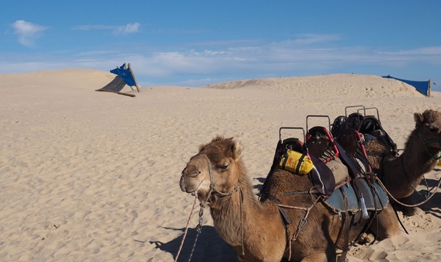 [스리봉스] 시드니 포트스테판 + 쿼드바이크 + 낙타 단독 투어