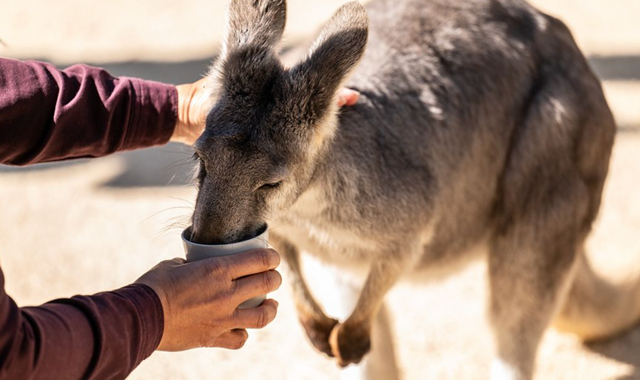 [스리봉스] 블루마운틴 단독 투어 (원하는 일정대로)