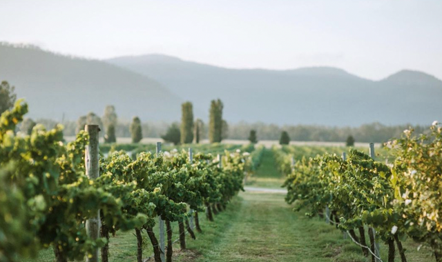 [스리봉스] 헌터밸리 와이너리 단독 투어