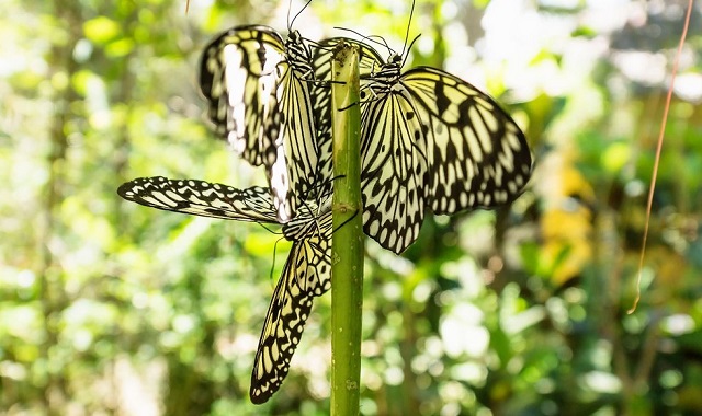 Bohol: Master Day Tour (Private Check-Out Package)