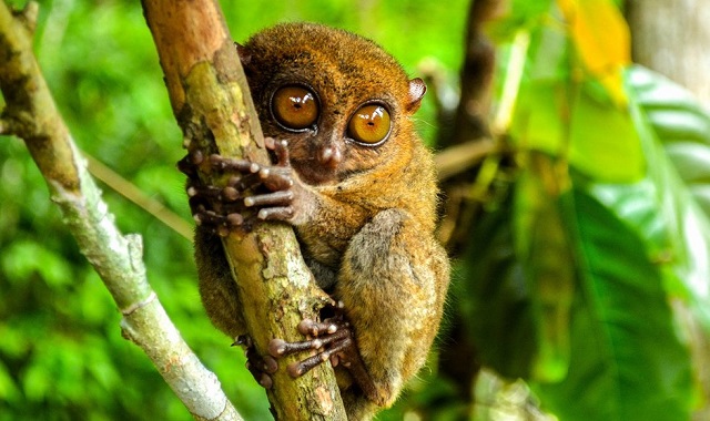 Bohol: Master Day Tour (Private Check-Out Package)