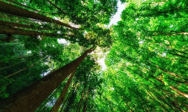 Bohol: Master Day Tour (Private Check-Out Package)