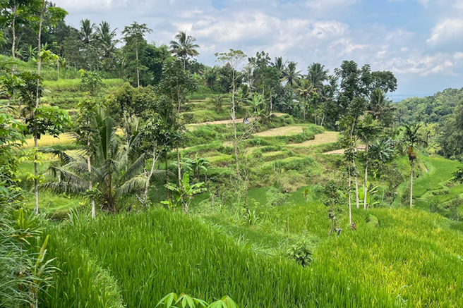 Hidden Gems of Lombok: Tetebatu Day Tour
