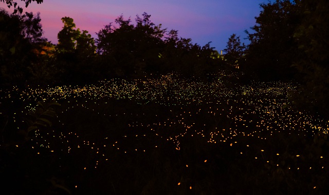 쿠알라룸푸르 푸트라자야 & 바투동굴 & 블루티어 그리고 반딧불 투어