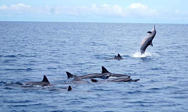 [괌 비키니 아일랜드 클럽] 제트스키 + 돌핀크루즈 + 스노클링 투어