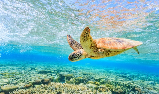 [괌 비키니 아일랜드 클럽] 돌핀크루즈 & 스노클링 프라이빗 투어 (6인승 보트)