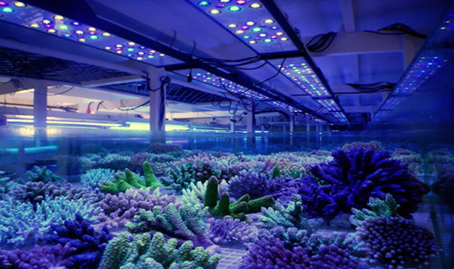 Cairns Aquarium Ticket