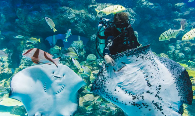 Cairns Aquarium Ticket