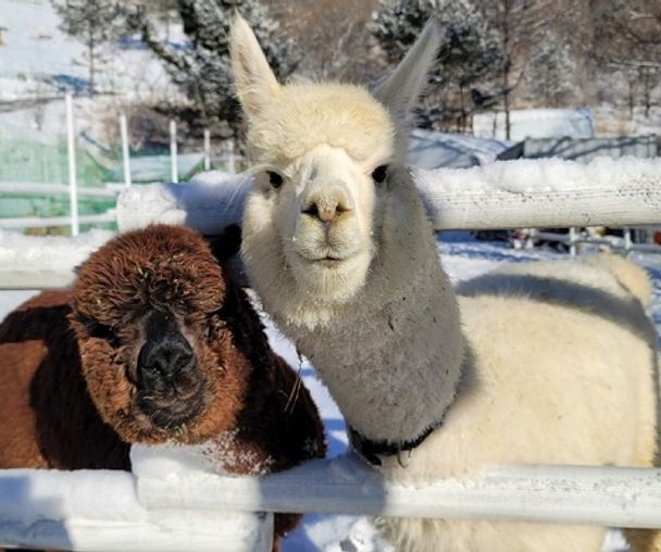 activity_detail_image