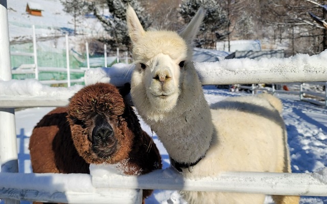 강원 평창 모나용평리조트 애니포레 입장권