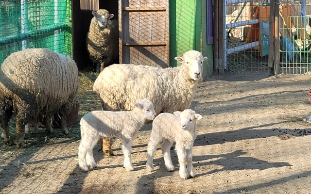 강원 평창 모나용평리조트 애니포레 입장권