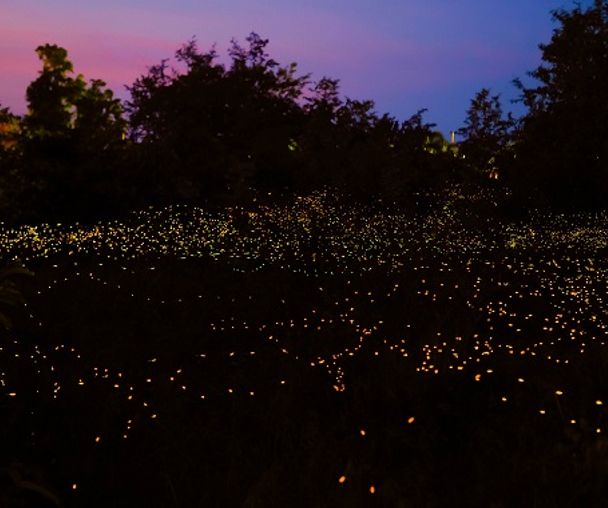 activity_detail_image