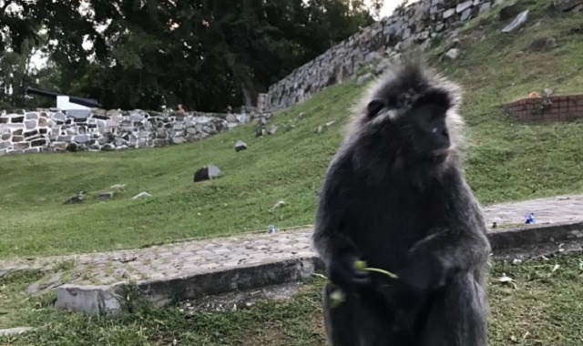 쿠알라룸푸르 바투 동굴 & 블루티어 그리고 반딧불 투어