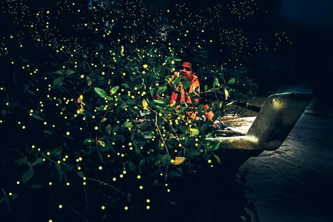 Johor Bahru City & Firefly Day Tour (from Singapore)