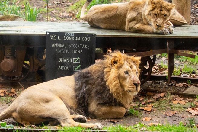 ZSL London Zoo Ticket