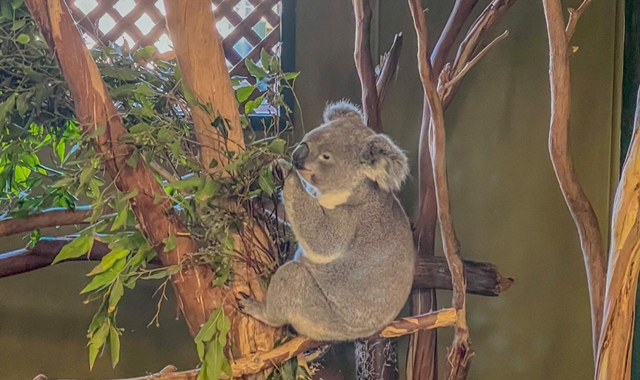 [투어커렌트] 사진에 진심입니다: 오픈런! 페더데일 + 시닉월드 + 블루마운틴 단독 투어