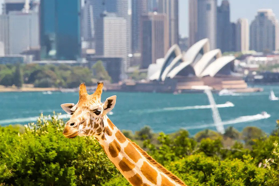 시드니 타롱가 동물원 입장권