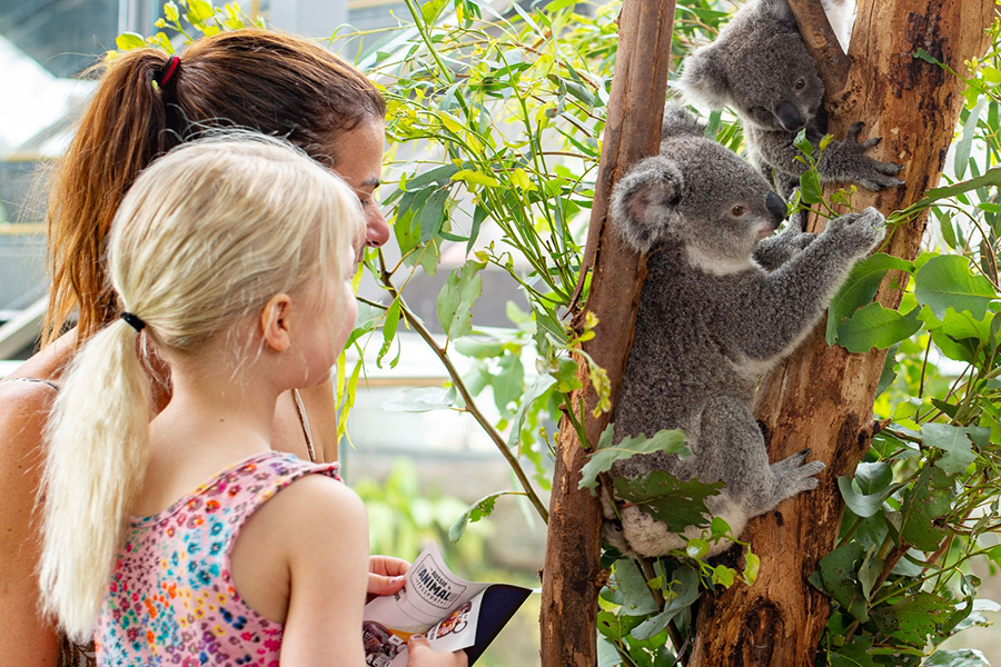 WILD LIFE Sydney Zoo Ticket