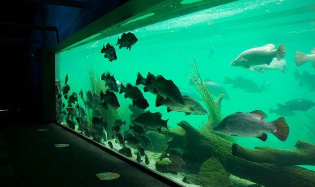 Sydney Blue Mountains & Kings Tableland & Featherdale Wildlife Park Tour