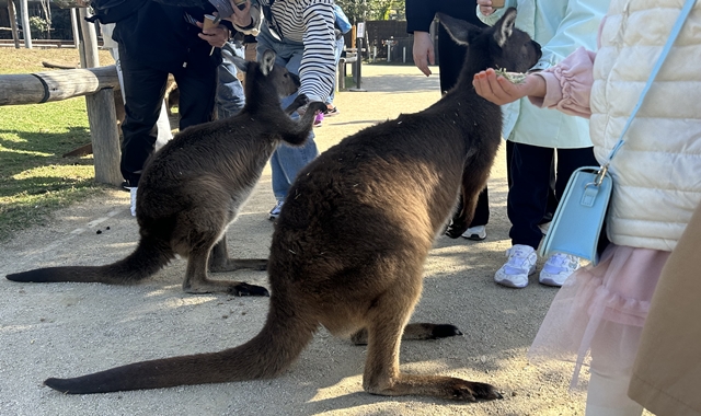 Sydney Blue Mountains & Kings Tableland & Featherdale Wildlife Park Tour