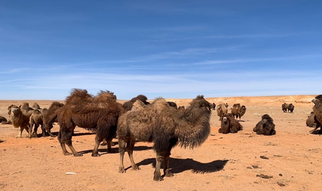 [하닥투어] [2박3일] 몽골 직장인 추천! 짧지만 알찬 일정 투어